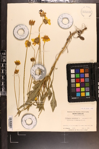 Coreopsis lanceolata image