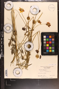 Coreopsis lanceolata image