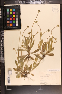 Coreopsis lanceolata image