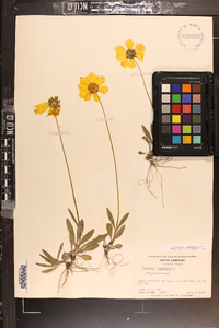 Coreopsis lanceolata image