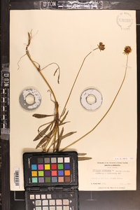 Coreopsis lanceolata image