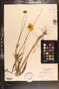 Coreopsis lanceolata image