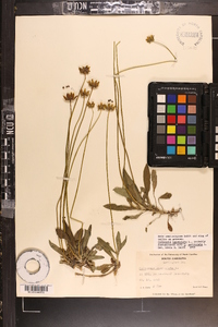 Coreopsis lanceolata image