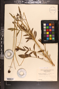 Coreopsis lanceolata image