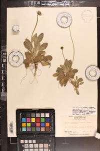 Coreopsis lanceolata image