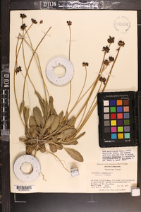 Coreopsis lanceolata image