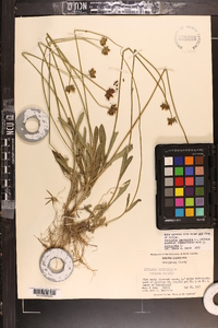 Coreopsis lanceolata image