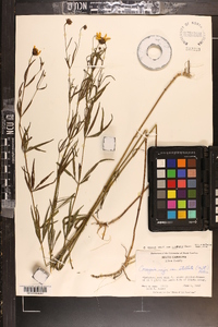 Coreopsis delphiniifolia image