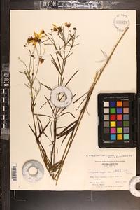 Coreopsis delphiniifolia image