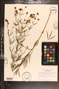 Coreopsis major var. linearis image