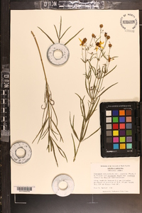 Coreopsis major var. linearis image