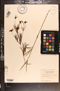 Coreopsis major var. linearis image