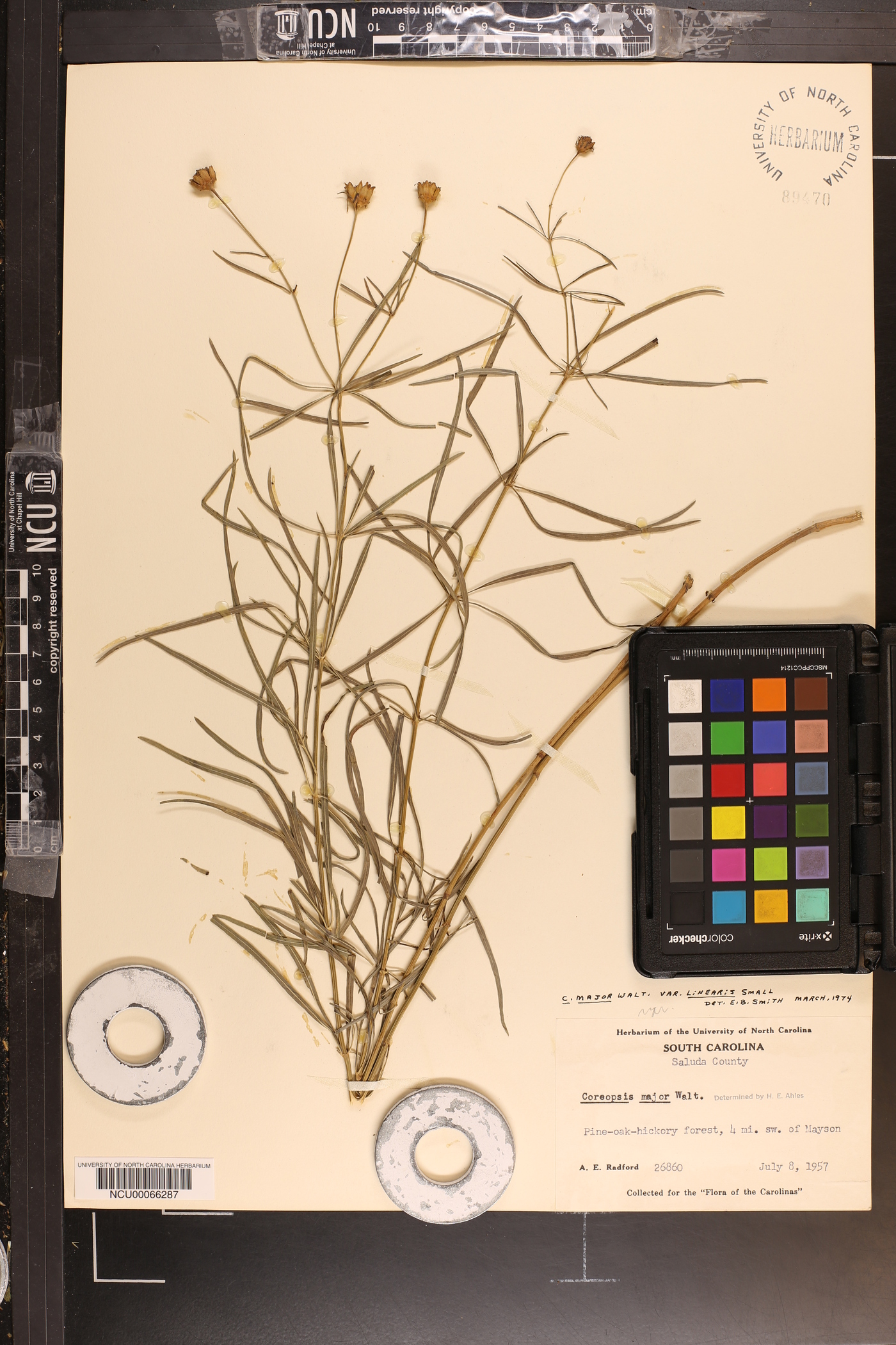 Coreopsis major var. linearis image