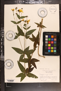 Coreopsis major image