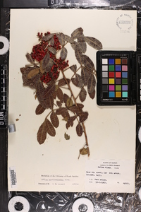 Schinus terebinthifolius image