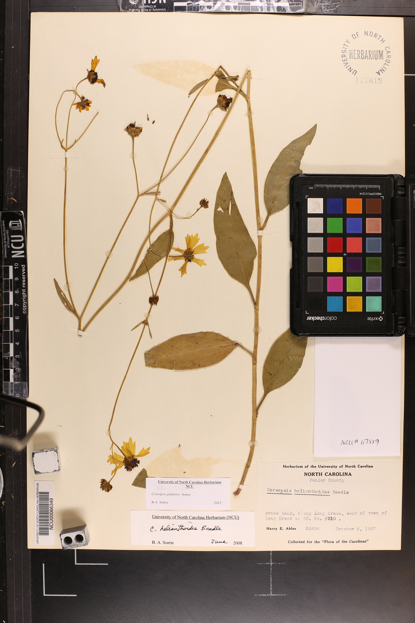 Coreopsis palustris image