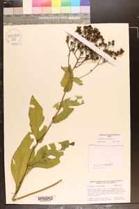 Parthenium auriculatum image