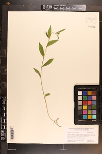 Ludwigia decurrens image