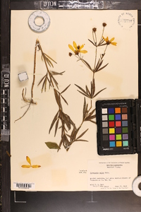 Coreopsis major image