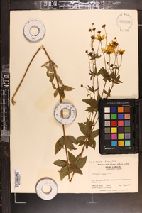 Coreopsis major image