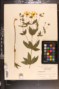 Coreopsis major image