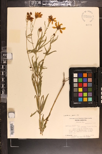 Coreopsis major image