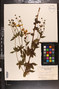 Coreopsis major image