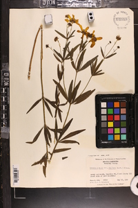 Coreopsis major image