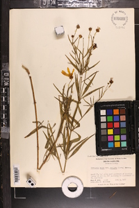 Coreopsis major image