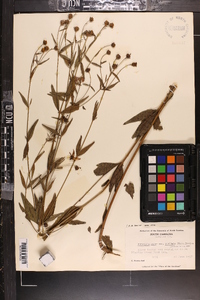 Coreopsis major image