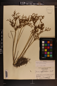 Juncus diffusissimus image