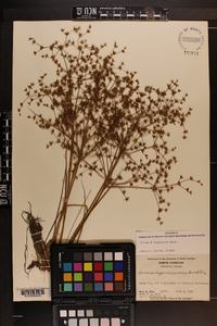 Juncus diffusissimus image