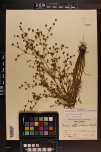 Juncus diffusissimus image