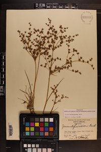 Juncus diffusissimus image