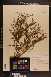 Juncus diffusissimus image