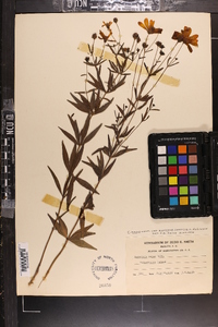 Coreopsis major image