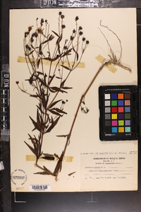 Coreopsis major image