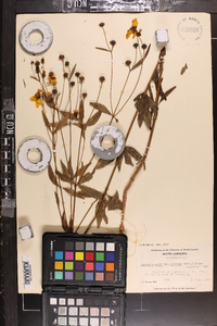 Coreopsis major image