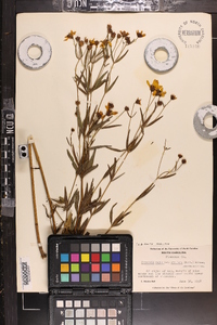 Coreopsis major image