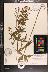 Coreopsis major image