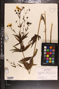 Coreopsis major image