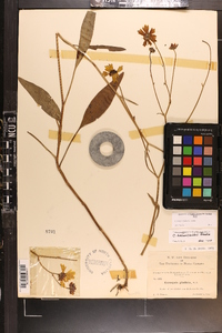 Coreopsis palustris image