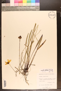 Coreopsis floridana image