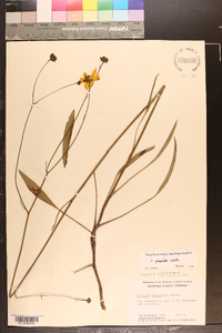 Coreopsis gladiata image