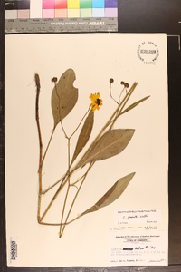 Coreopsis gladiata image