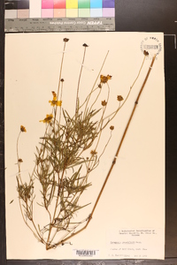 Coreopsis grandiflora image