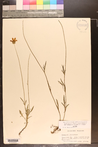 Coreopsis grandiflora image