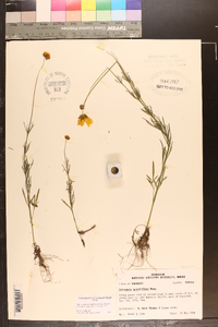 Coreopsis grandiflora image