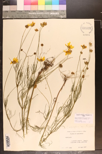 Coreopsis grandiflora image