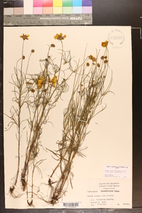 Coreopsis grandiflora image